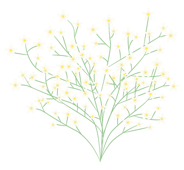 かすみ草のイラスト かすみ草,クリスマスフラワー,花,植物,白,シプソフィラのイラスト素材