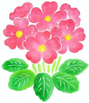 水彩のプリムラ