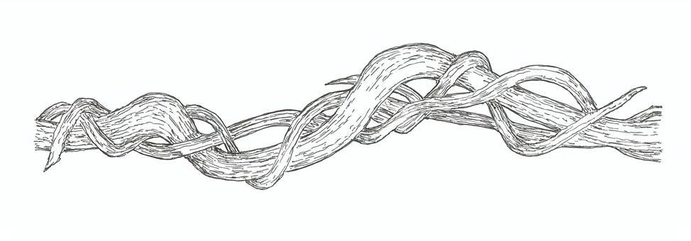 曲がりくねったつる植物のラインアート 蔓,植物,ライン,手描き,リアル,モノクロ,挿絵,白バック,線画,イラストのイラスト素材