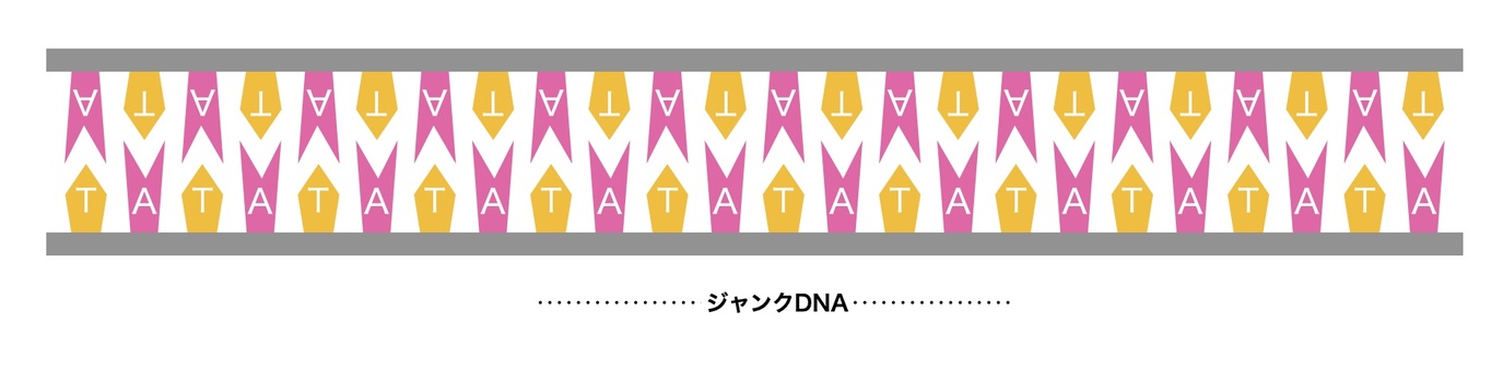 정크 DNA, JPG 정크 DNA, 정크 dna, dna, 유전자, JPG