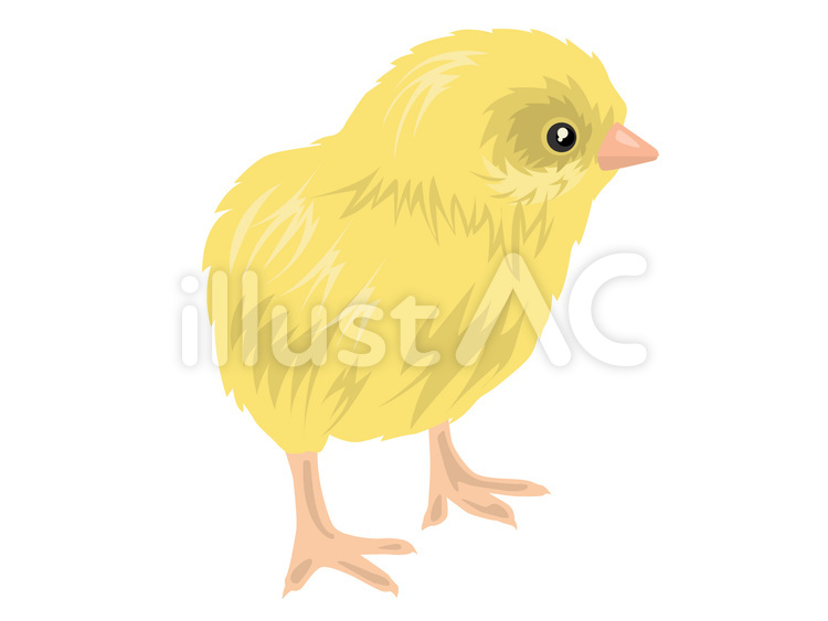 ヒヨコ ひよこ,雛,にわとりのイラスト素材