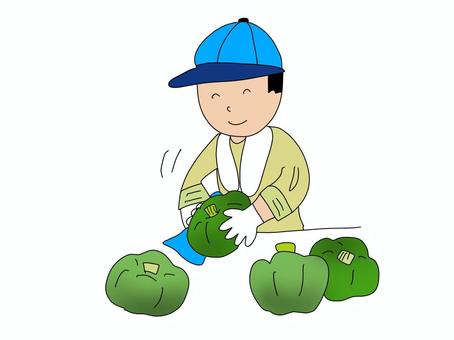 農作業　かぼちゃを磨く かぼちゃ,磨く,出荷,作業,農作業,農業,仕事,夏,人物のイラスト素材