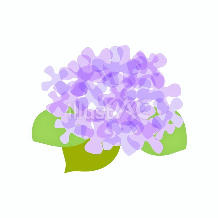 むらさきの紫陽花　梅雨　雨　６月　 紫陽花,アジサイ,あじさいのイラスト素材