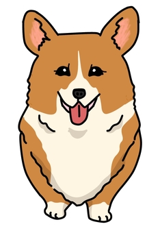 ウェルシュコーギーレッドホワイト 犬,動物,ペット,かわいい,デフォルメ,わんこ,キャラクター,毛色,手描き,コーギーのイラスト素材