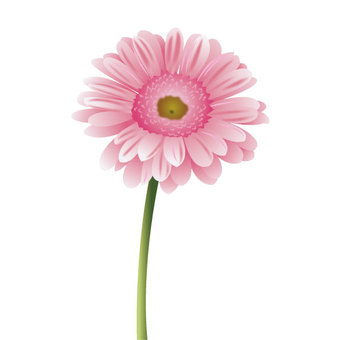 pink gerbera, , JPG, PNG and AI