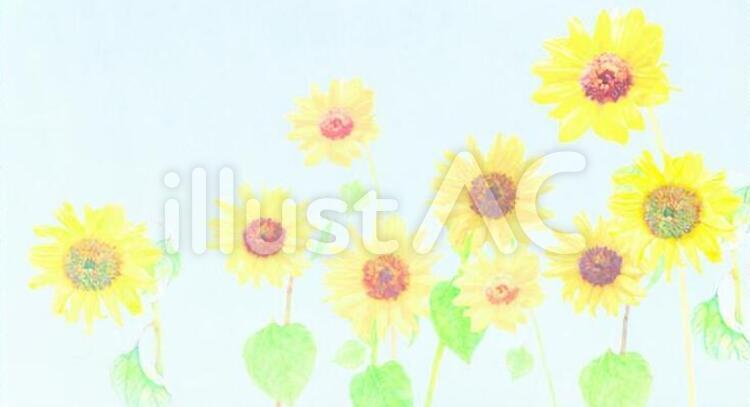 【手書き】　たくさんのひまわり ひまわり,向日葵,ヒマワリのイラスト素材