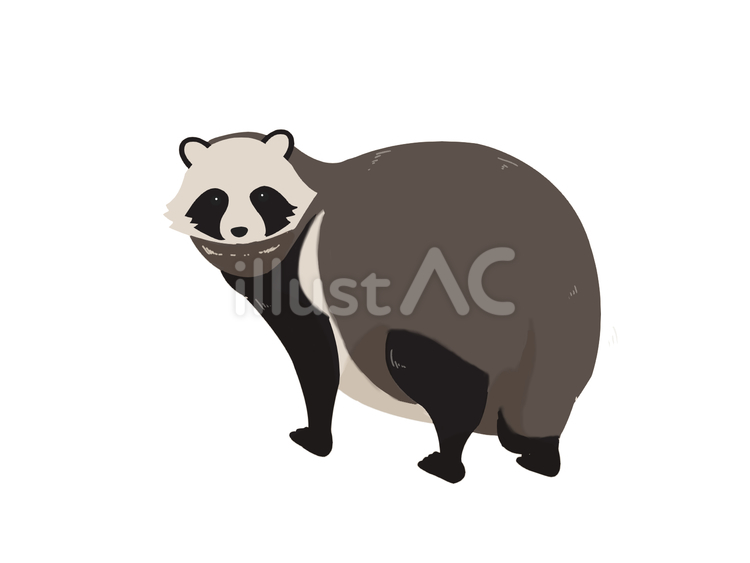 タヌキ（振り向く・主線なし） タヌキ,動物,日本のイラスト素材