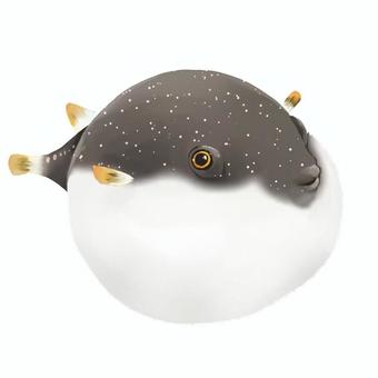 膨らんだくさふぐ 魚,ふぐ,フグ,河豚,生き物,海のイラスト素材