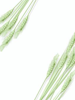 青々した緑の麦穂　影あり　mugi008 麦穂,青々,リアル,緑,ナチュラル,お洒落,自然,植物,大人っぽい,枠のイラスト素材