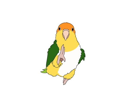 シロハラインコ シロハラインコ 鳥,インコ,かわいい,ペット,手乗り,無料,フリー,素材,カラフル,シロハラインコのイラスト素材