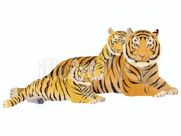 トラの家族　干支 虎,トラ,親子のイラスト素材