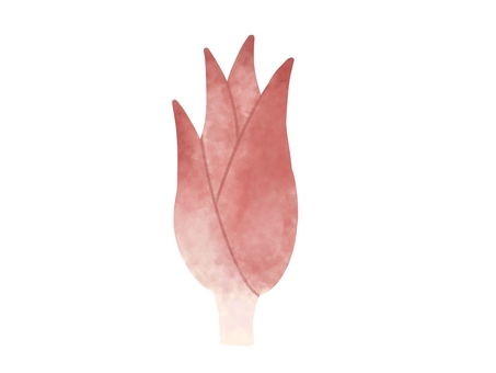 Illustration, zingiber mioga, питание, пряность, 
