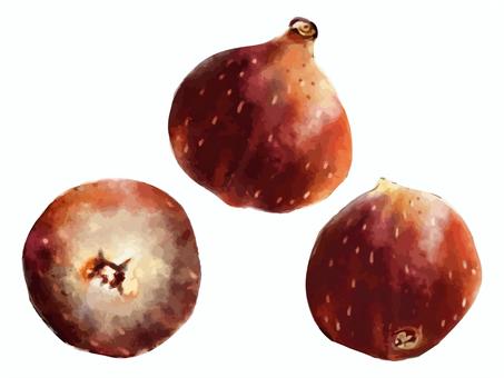 イチジク 無花果,秋,果物,ホール,丸ごと,俯瞰,フルーツ,植物,果実,季節のイラスト素材