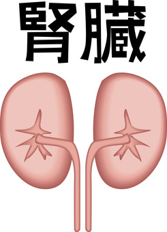 腎臓　　 腎臓,内臓,臓器,内部,医療,人体,漢字のイラスト素材