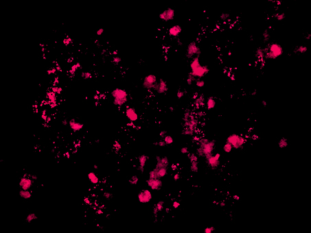 スプラッシュ背景　透過あり 背景,スプラッシュ,エフェクト,綺麗,壁紙,華やか,飛沫,血,血飛沫,デコレーションのイラスト素材