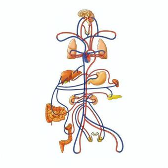 血液の流れ（男性） 男性,脳,心臓,肺,肝臓,胃,膵臓,腸,腎臓,膀胱のイラスト素材