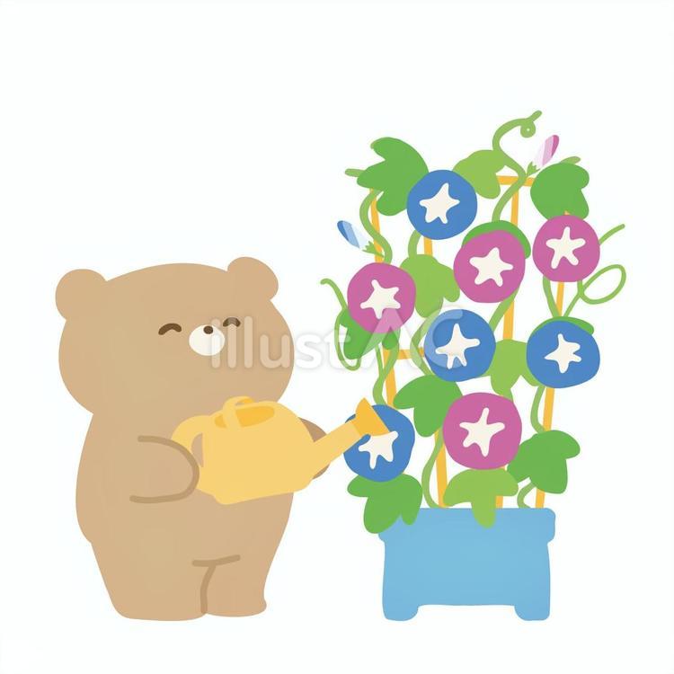 朝顔のお世話をする笑顔のくまさん くま,動物,朝顔のイラスト素材
