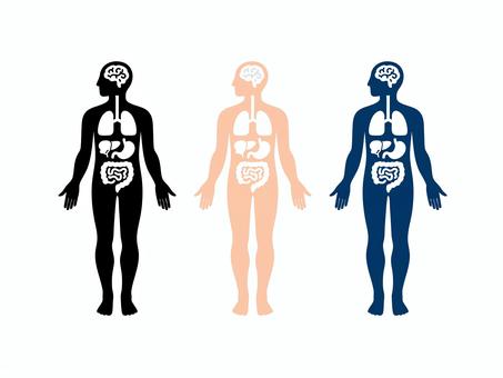 人のシルエットと臓器のイラスト 人,臓器,シルエット,セット,内臓,体,肺,胃腸,脳のイラスト素材