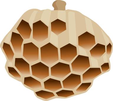 Illustration, honeycomb, bee, paper wasp, 