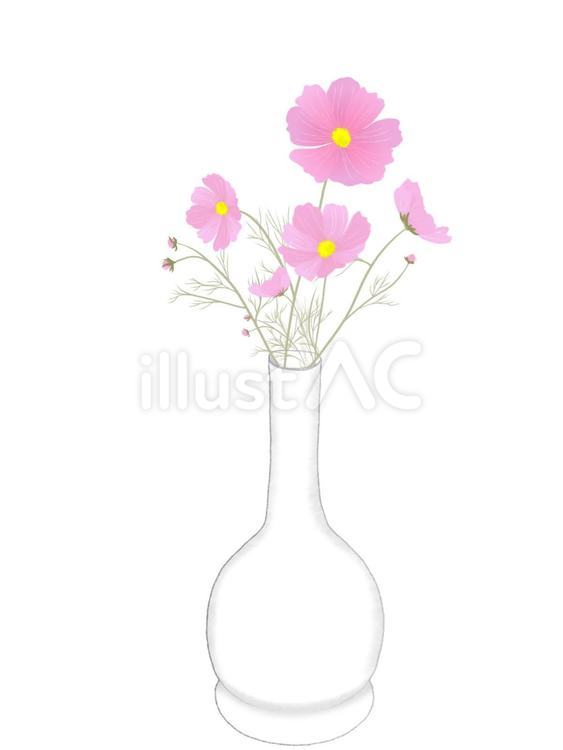花瓶に生けられ秋桜 秋桜,９月,１０月のイラスト素材