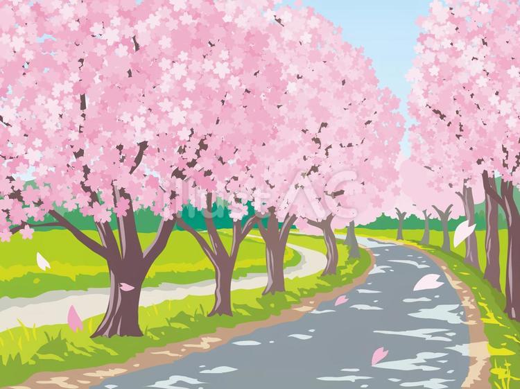桜の並木道 桜,並木道,お花見のイラスト素材