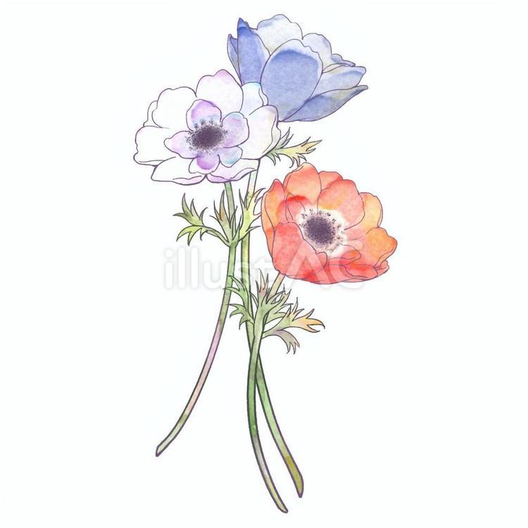 アネモネ　素材 アネモネ,アイコン,手描きのイラスト素材