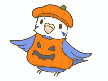 かぼちゃの衣装を着るセキセイ_青 ハロウィン,ハロウィーン,セキセイインコ,カボチャ,コスプレ,インコ,衣装,ジャックオランタン,鳥,ペットのイラスト素材