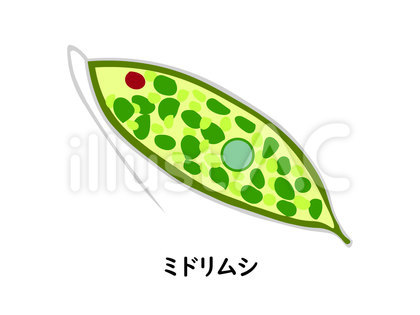 微生物のミドリムシ