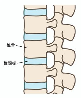椎骨（腰椎）と椎間板のイラスト02 腰椎,椎間板,椎骨,脊椎,解剖学,解剖図,脊柱,背骨,整形外科,脊髄のイラスト素材