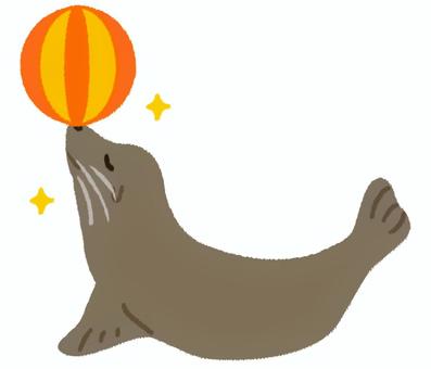 得意げにボールを鼻にのせる可愛いアシカ アシカ,ボール,アシカショー,水族館,乗せる,哺乳類,海獣,挿絵,一匹,かわいいのイラスト素材