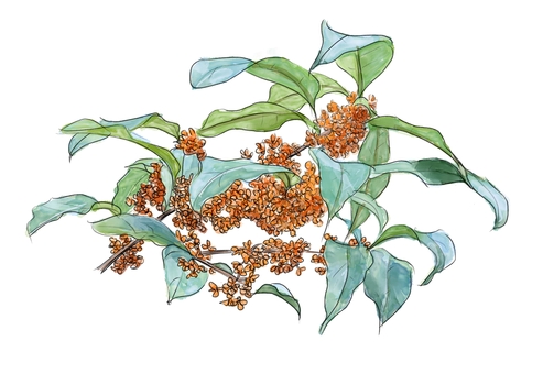 キンモクセイ キンモクセイ,金木犀,秋,花,オレンジ色,街路樹,公園,庭木,緑,葉のイラスト素材