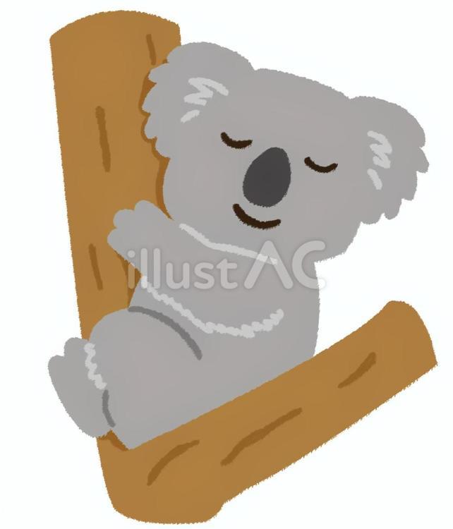 木の上でぐっすりと眠っている可愛いコアラ コアラ,木,寝るのイラスト素材