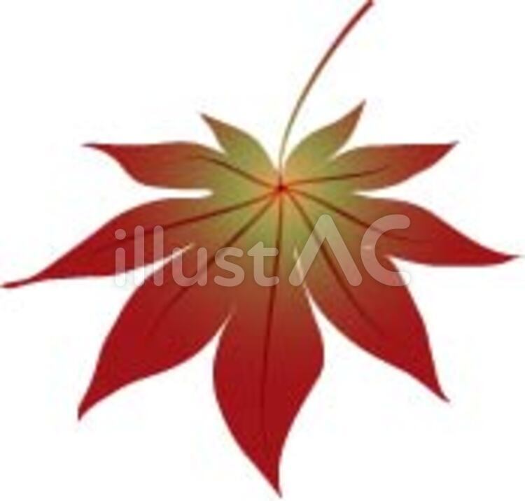 もみじ かえで,紅葉,モミジのイラスト素材