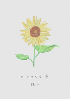 ひまわり 花,ポストカード,夏,絵葉書,ハガキ,花言葉のイラスト素材