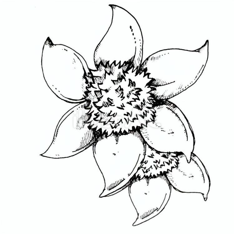 ふわふわクレマチス　黒 クレマチス,花,植物のイラスト素材