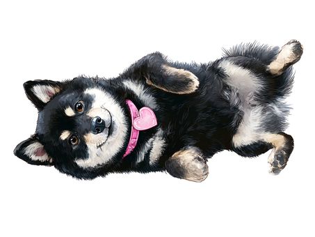 仰向けの黒い柴犬