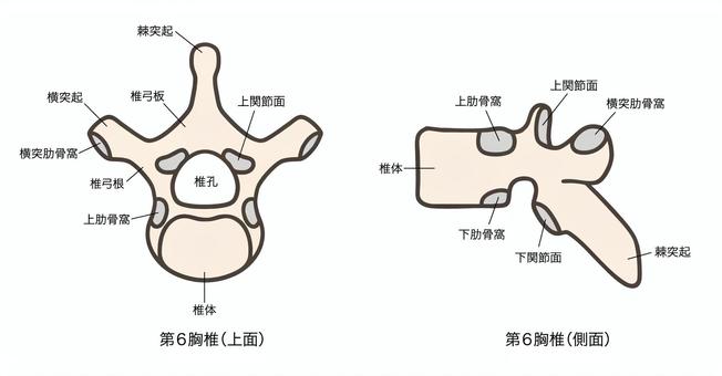 第6胸椎、上面図と側面図02 第6胸椎、上面図と側面図02 第6胸椎,t6,胸椎,椎骨,解剖学,骨格,脊椎,背骨,骨,上面図のイラスト素材
