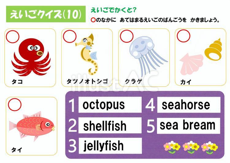 えいごクイズ(10) クイズ,えいご,タコのイラスト素材