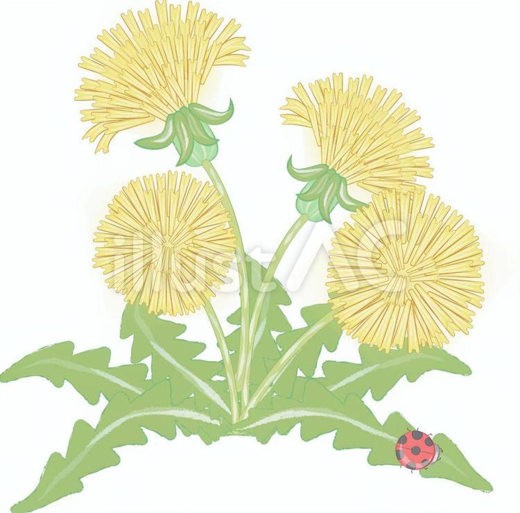 たんぽぽとテントウムシ たんぽぽ,テントウムシ,花のイラスト素材