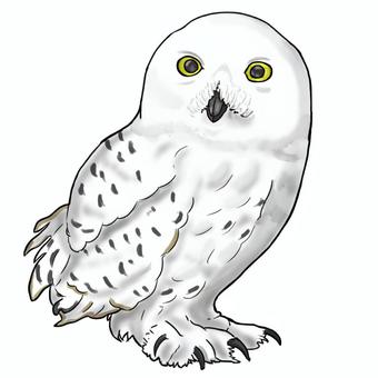 シロフクロウ シロフクロウ,鳥類,動物,可愛い,白いのイラスト素材