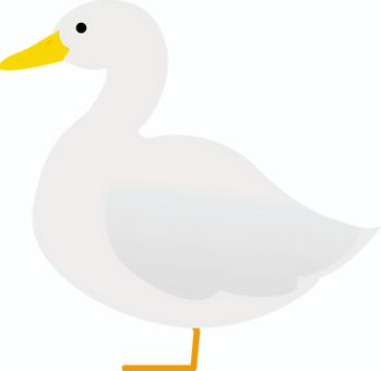 かわいい鳥（ペキンアヒル） 鳥,ペキンアヒル,水鳥,白,カモ科のイラスト素材
