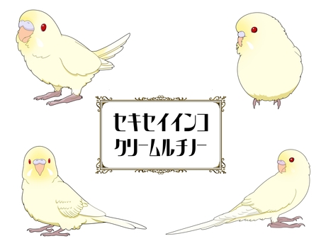セキセイインコクリームルチノーセット 鳥,インコ,かわいい,ペット,手乗り,カラフル,セキセイインコ,クリームルチノー,フリー,無料のイラスト素材