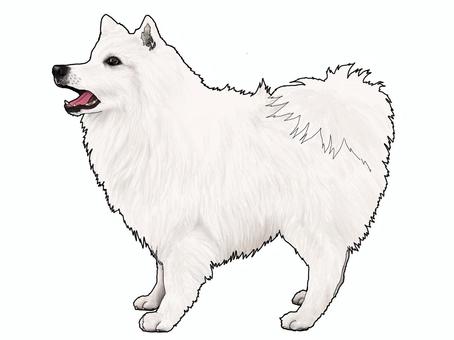 ジャーマン・スピッツ ジャーマン・スピッツ,犬科,犬,いぬ,動物,生き物,図鑑,手描き,イラスト,単体のイラスト素材
