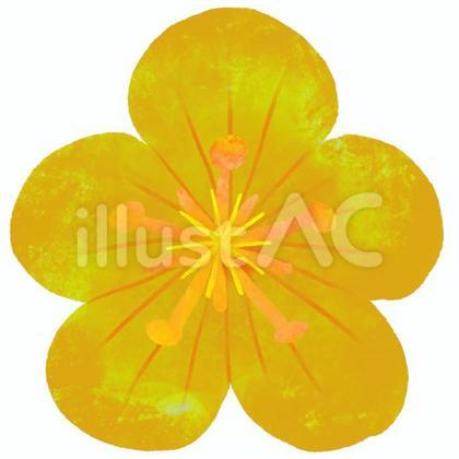 梅の花 黄金色