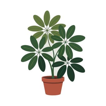 シェフレラ（カポック） シェフレラ,観葉植物,植物,グリーン,インテリア,緑のイラスト素材