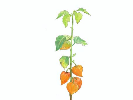 ホオズキ ホオズキ,夏,水彩風,リアル,暑中見舞いのイラスト素材