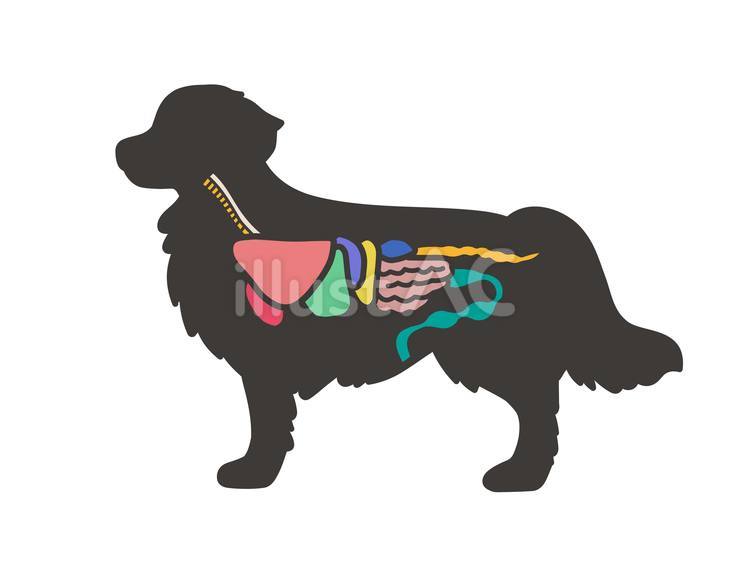 犬の解剖図（大型犬） 犬,横,解剖図のイラスト素材