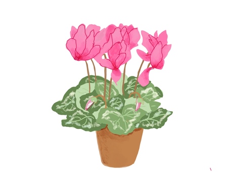 シクラメン　ピンク シクラメン,花,鉢植え,リアル,手描きのイラスト素材