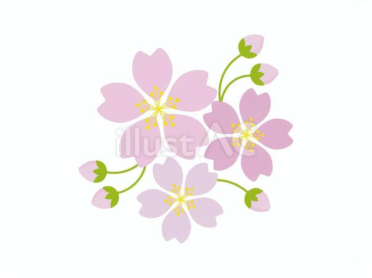 桜の花とつぼみ 桜,花,ピンクのイラスト素材