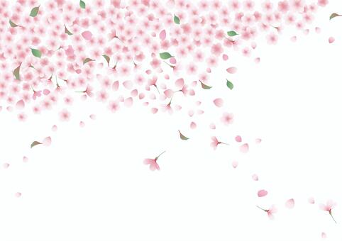 sakura-01